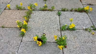 yellow flowers in cracks